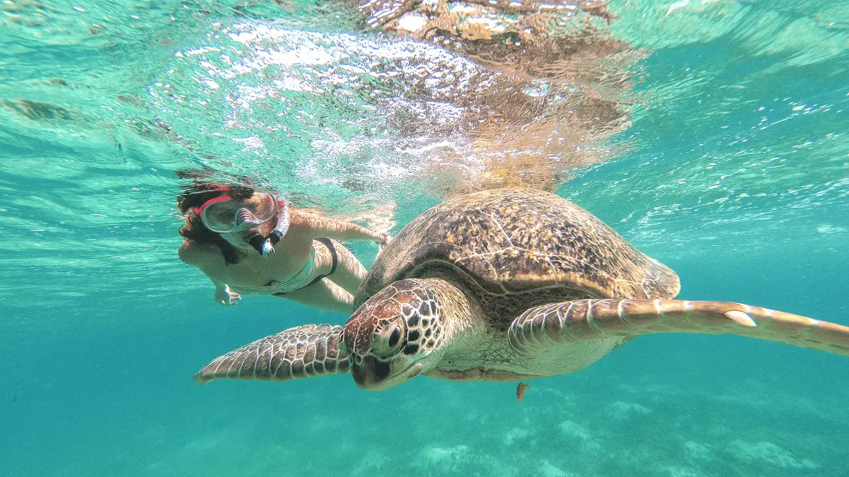 A snorkeller above a green sea turtle in Akumal bay on a Tulum cenote and turtle swim tour